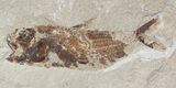 Cretaceous Fossil Fish (Ctenothrissa & Nematonotus) - Lebanon #48531-2